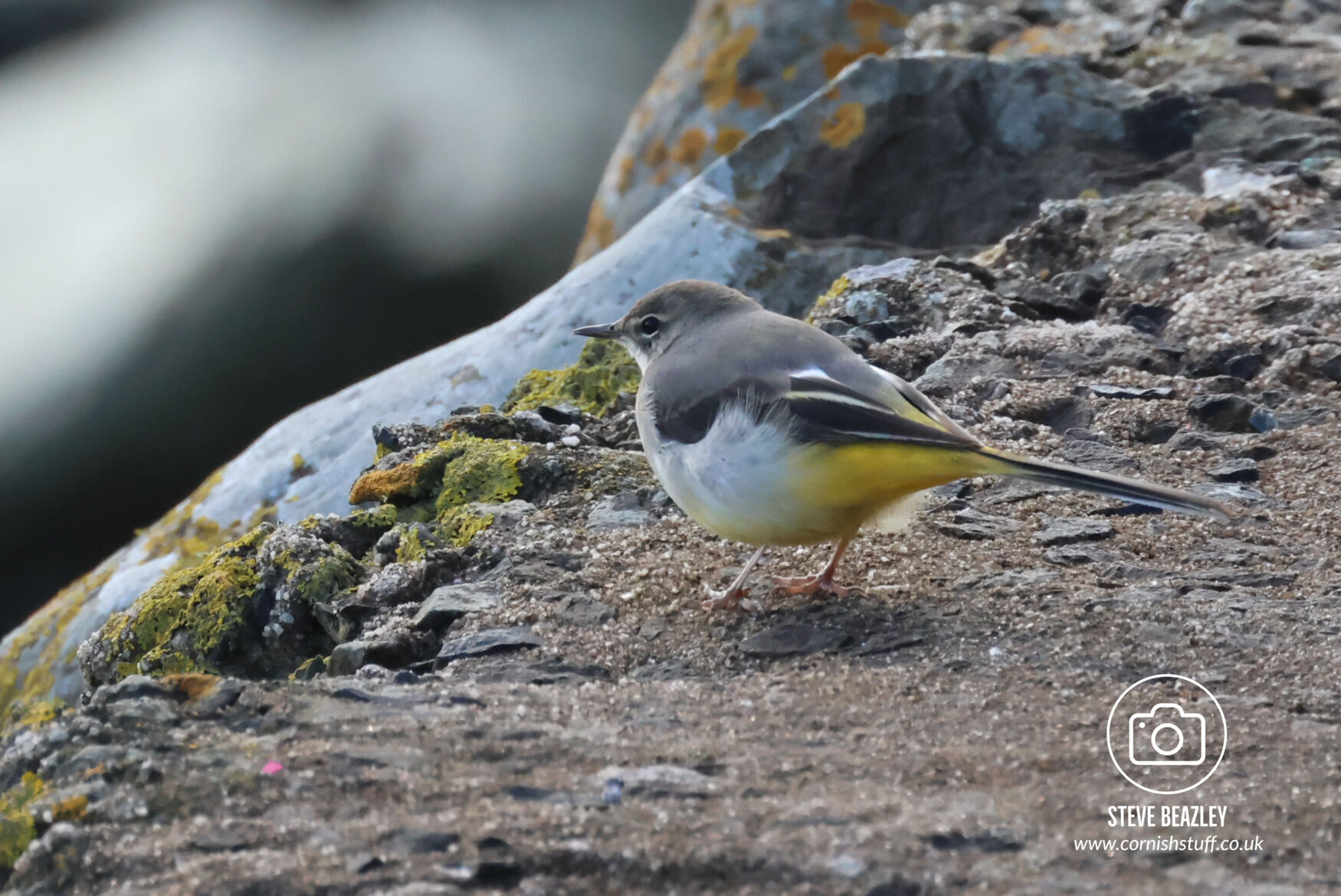 Grey Wagtail