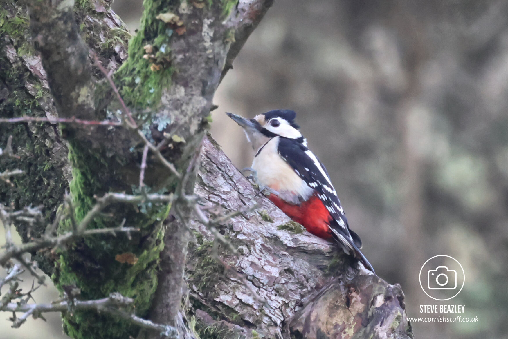 Great Spotted Woodpecker
