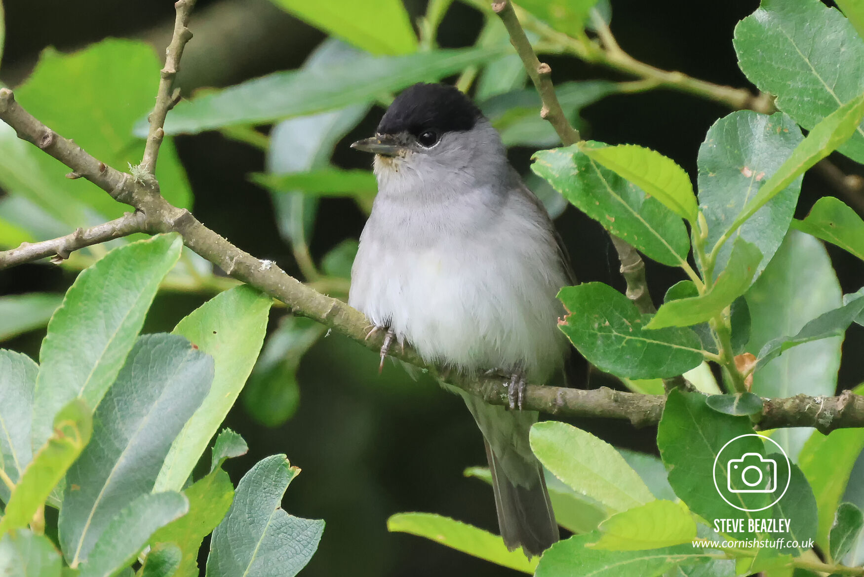 Blackcap