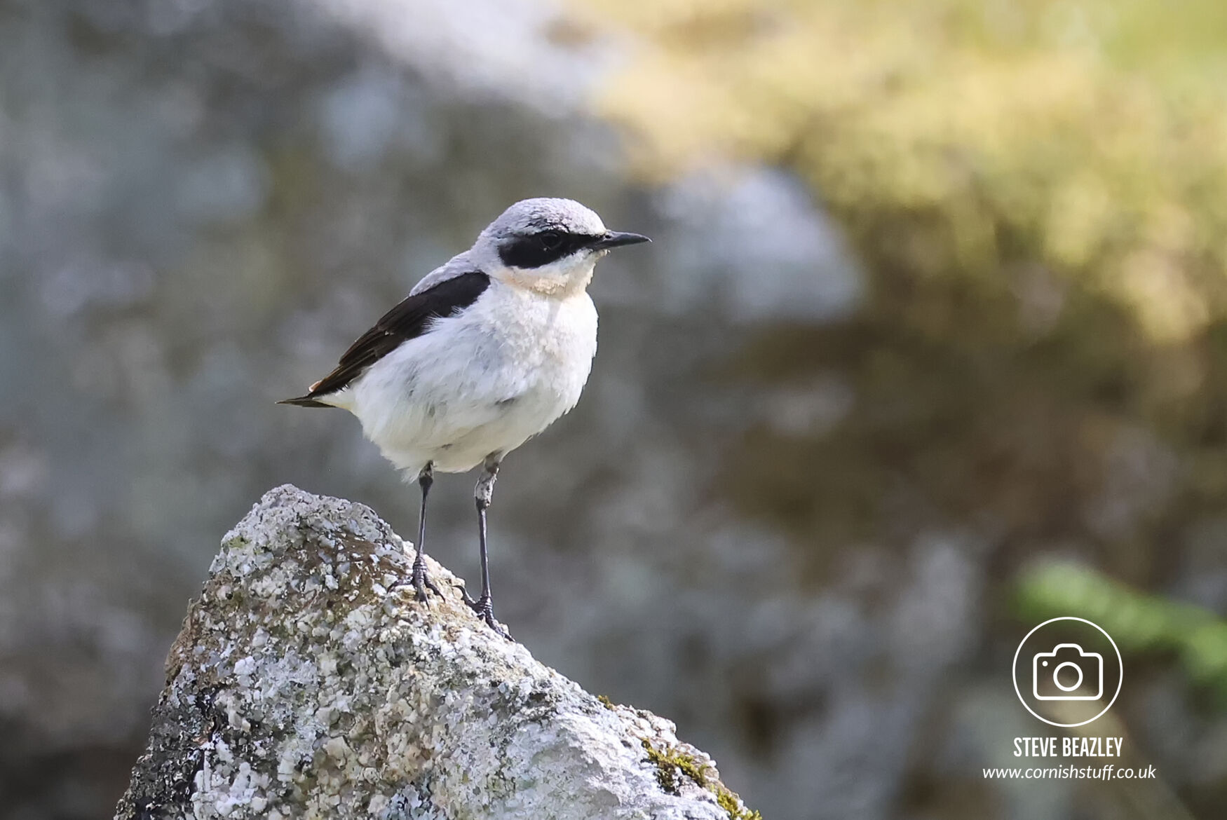 Northern Wheatear